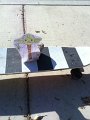 photo (3)